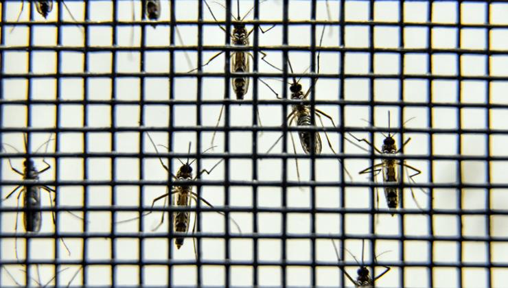 Dia de Mobilização contra o Aedes aegypti tem queda da dengue em SP
